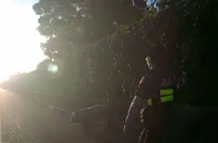 警員圍捕豬隻。國道警方提供