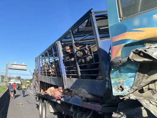 3隻小豬脫逃記！載豬大貨車追撞故障聯結車　國道警與駕駛合力圍捕