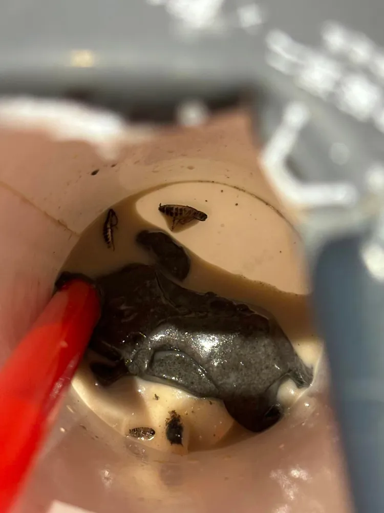 網友喝芝麻凍咬到「爆漿蟑螂」。翻攝爆料公社二社 臉書