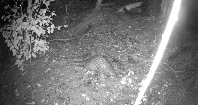 穿山甲穿梭在友善農法苦茶園。林業署南投分署提供