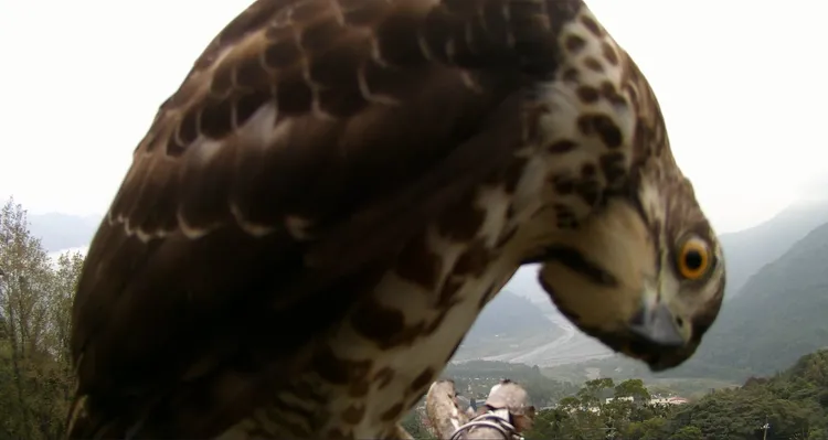 鳳頭蒼鷹在鏡頭前歪頭賣萌。林業署南投分署提供