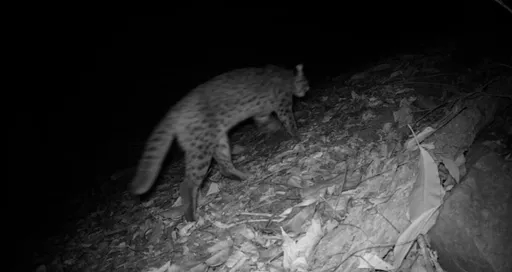 南投丹大友善農作保育有成 苦茶園喜見石虎、穿山甲現蹤
