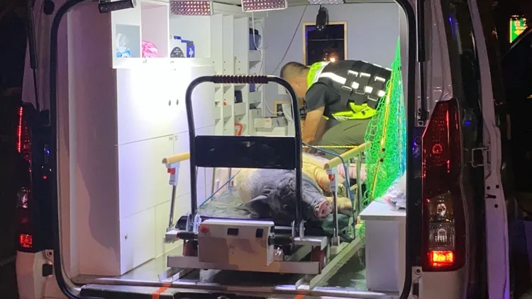 麝香豬乖乖被請上救援車輛。橫山警分局提供