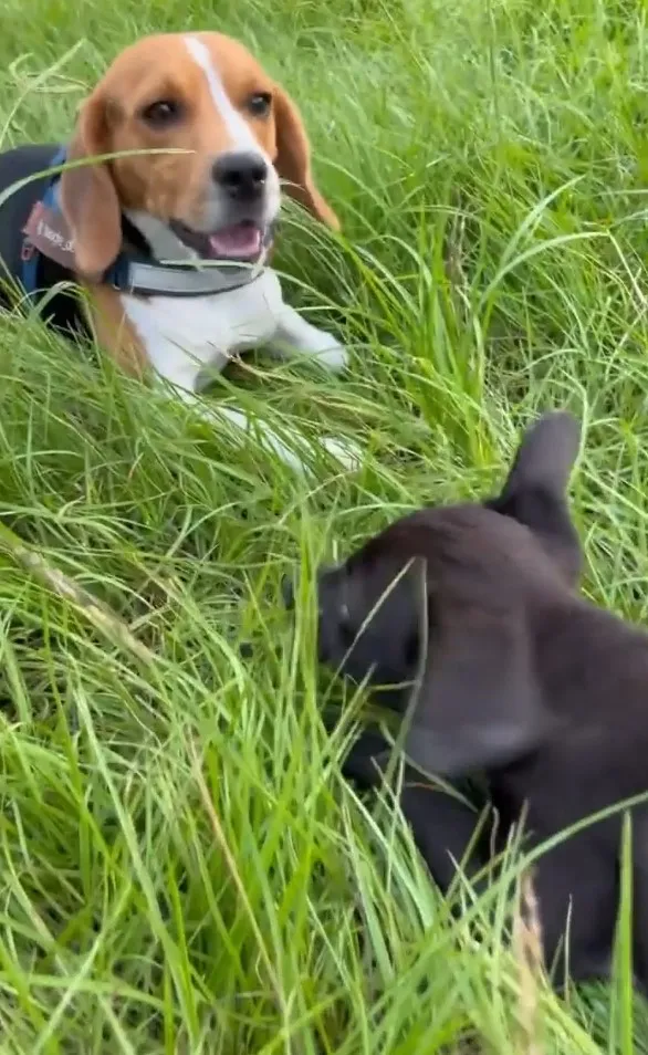 米格魯原為獵兔犬，好動破壞力強，個性活潑開朗。IG @beagle_de_oka 提供