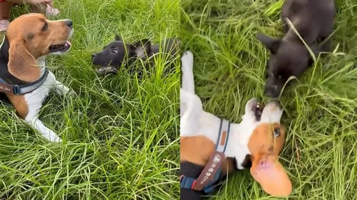 汪星人社交圈好強！米格魯和米克斯嬉鬧玩耍竟沒吵架