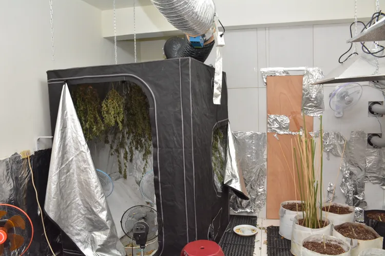 張嫌將房間布置成溫室栽種大麻。民眾提供