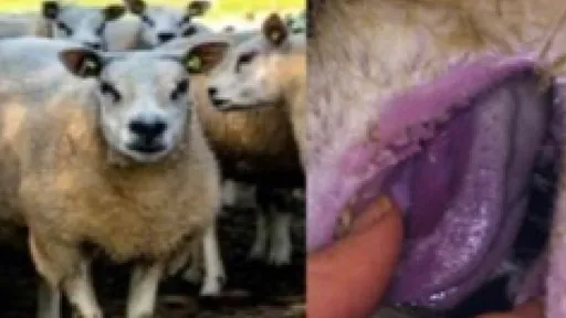 藍舌病肆虐歐洲!奶油價格飆升 聖誕節前恐變奢侈品