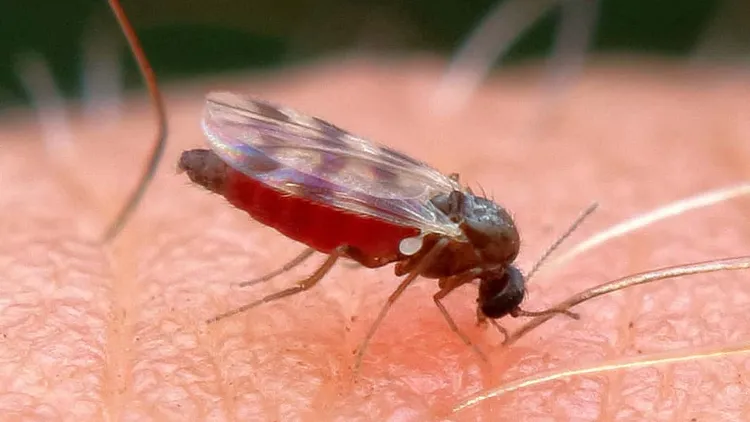 藍舌病來自蠓蟲傳播。翻攝自Insect Shield