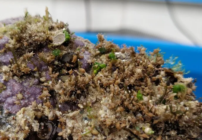 星砂活著的時候住在珊瑚礁的頂部。Okinawa Institute of Science and Technology 