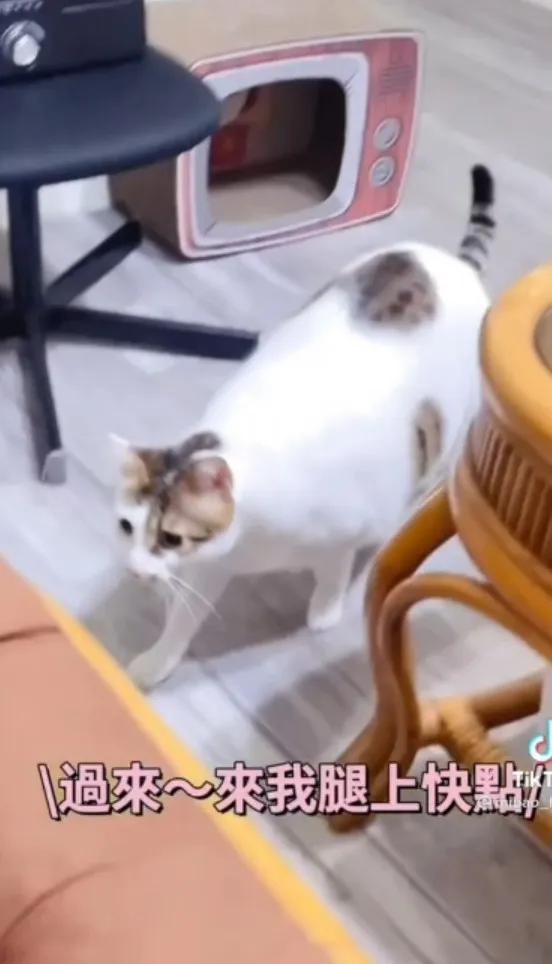 主子我來了！有好吃的嗎？TikTok@mibao_faftat  提供