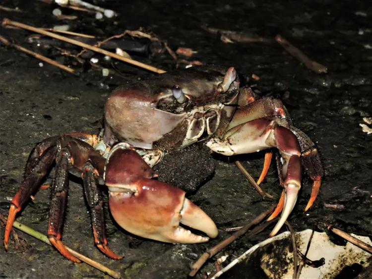 陸蟹媽媽抱卵回到海邊，在浪潮中抖落牠們細心呵護的寶貝。工務局提供