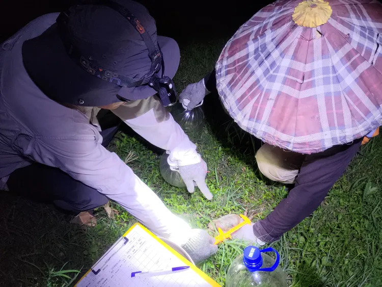 環團進行陸蟹調查，以掌握其生態概況。工務局提供