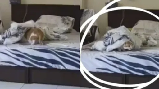 喵星人超強！自己爬上床睡覺還蓋好棉被　網萌翻：太聰明