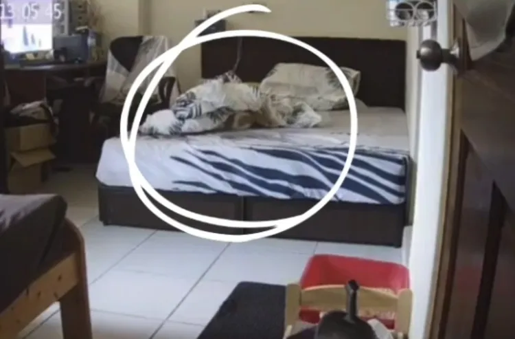 貓咪鑽被窩。TikTok@baked.rice 提供