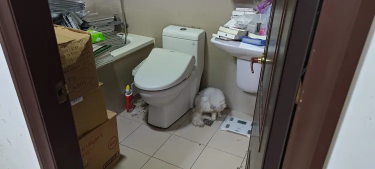 廁所也成了動物窩居空間。投訴人提供