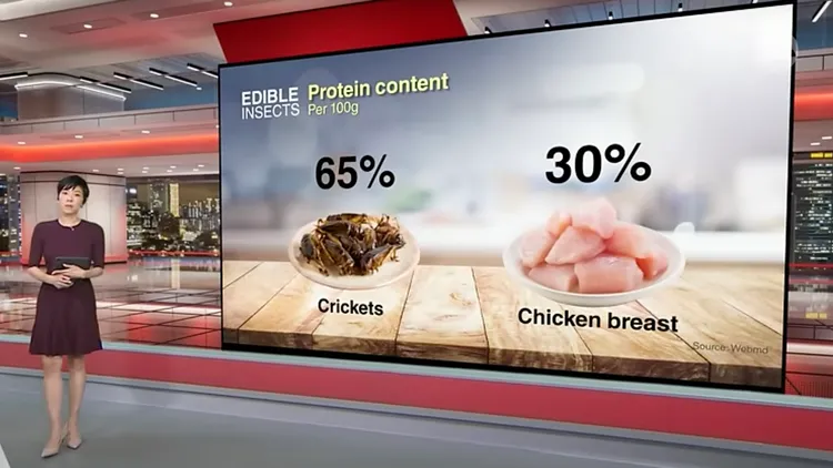 根據CNA報導，100克蟋蟀蛋白質甚至高過雞胸肉。翻攝自CNA