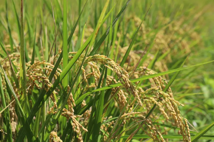 新竹縣府近年積極推動有機、友善稻米。新竹縣府提供