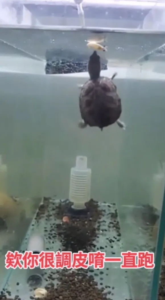 烏龜小麝香吃蝦。影片來源：FB：賊小南。