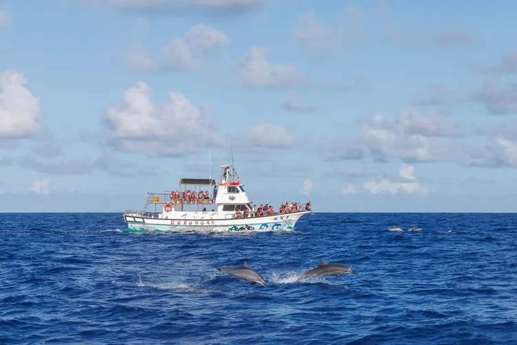花蓮必玩行程多羅滿賞鯨。業者提供