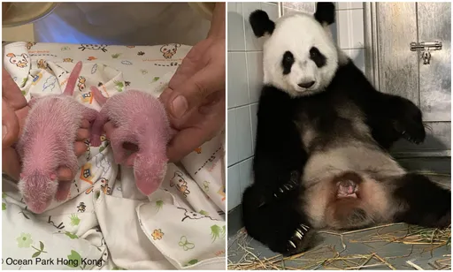 19歲貓熊盈盈生龍鳳胎 創最高齡產婦首胎紀錄