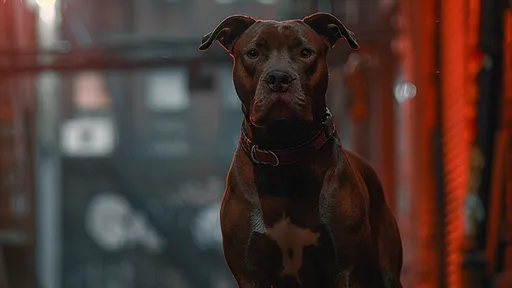 好狠!媽媽上銬6歲兒處以「比特犬犬刑」 稱懲罰他沒清狗大便