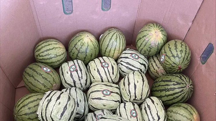 走私者將假西瓜混在真西瓜中。美聯社