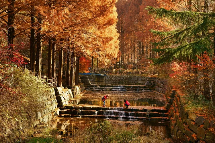 旅天下帶旅客走訪韓國人賞楓秘境「長泰山」，產品進單快速。業者提供