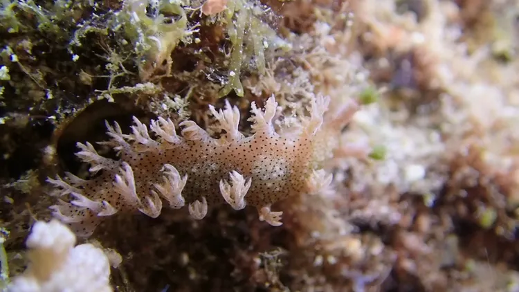 海蛞蝓造型極為多樣特殊。孫培瑋提供