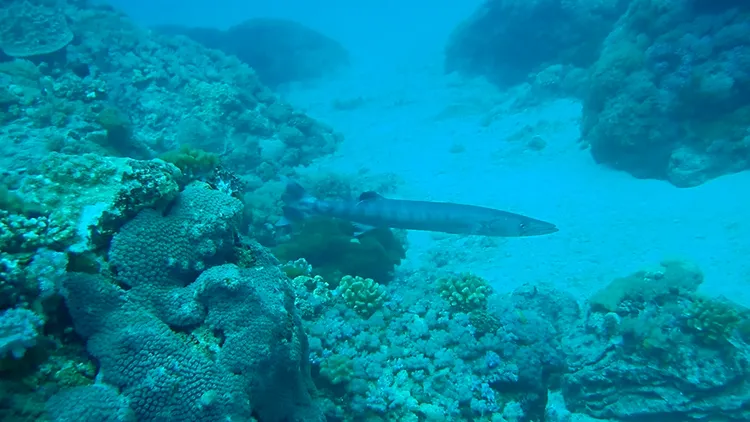 珊瑚礁海域有各種大小魚類。孫培瑋提供