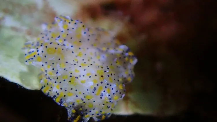 海蛞蝓顏色非有常時尚感。孫培瑋提供