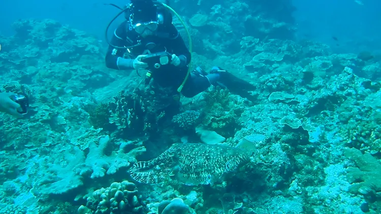 孫培瑋遇到巨大的花枝，花枝悠哉漫遊，人可以慢慢的接近牠。孫培瑋提供