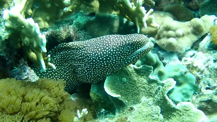 海鰻喜歡棲息在珊瑚縫隙間。孫培瑋提供