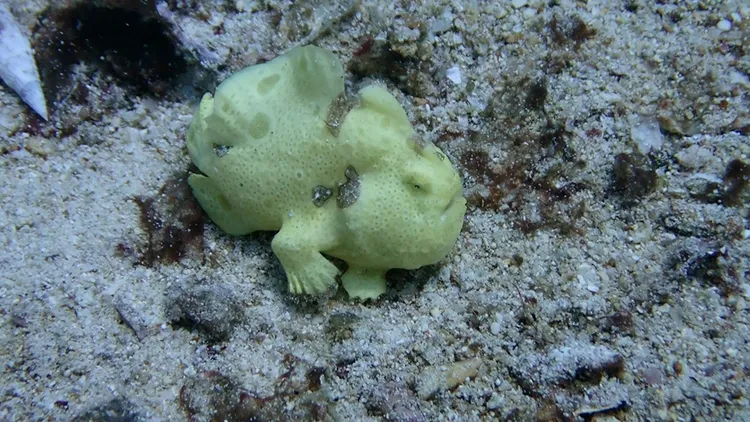 遇見會走路的魚「躄(音同必)魚」，非常幸運。孫培瑋提供