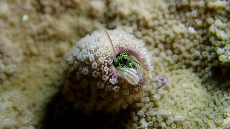 孫培瑋在綠島拍到以海葵為家的寄居蟹，是近年才發現的新物種。孫培瑋提供