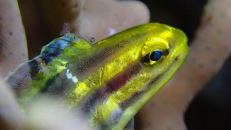 仔細觀察可發現，魚背鰭上還有小蝦。孫培瑋提供