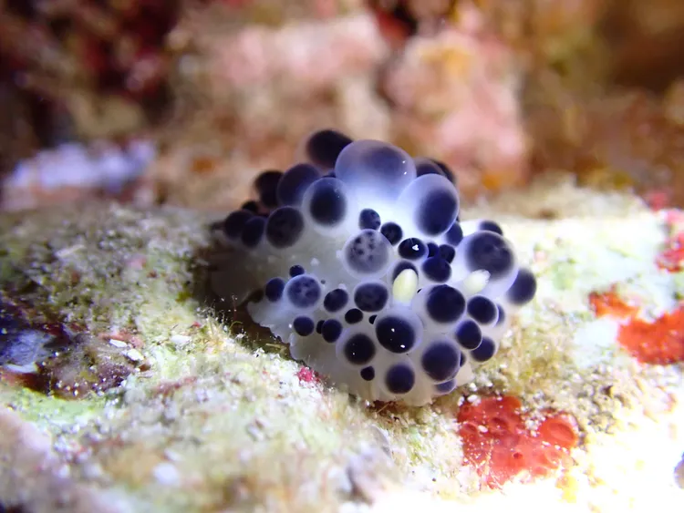 「珍珠奶茶」非常可愛，遇見令人驚喜不已。孫培瑋提供