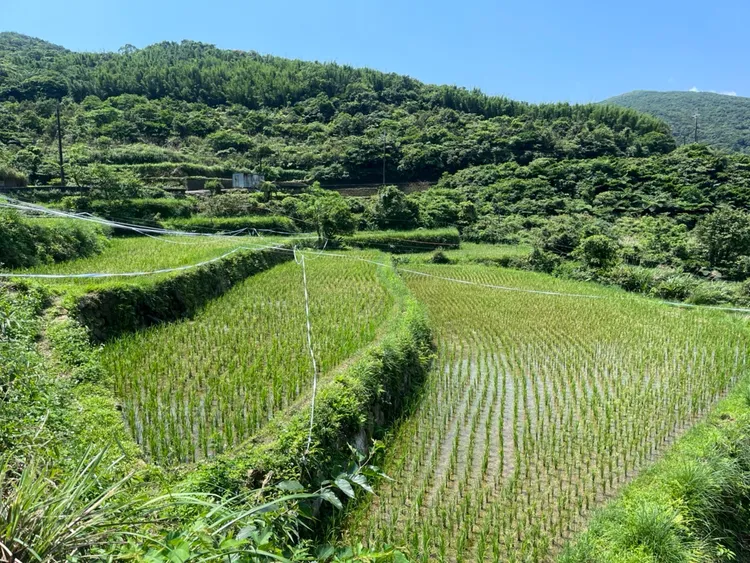 福容福隆店「認田計畫」，推廣水梯田生態保育，提高環境教育及生態旅遊。業者提供