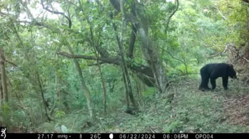喜見黑熊!今年高雄地區首度現蹤 萬山部落族人影像記錄獲獎勵