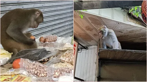 內湖潑猴大鬧市場！李彥秀公開牠們照片　呼籲體型偏大要小心