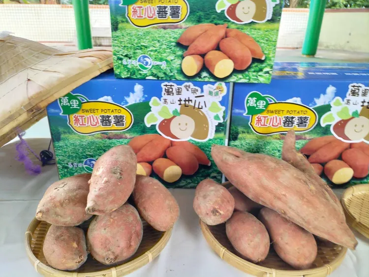 高山地瓜種植的時間比一般地瓜多半個月至20天，數量有限所以更加可貴。公所提供