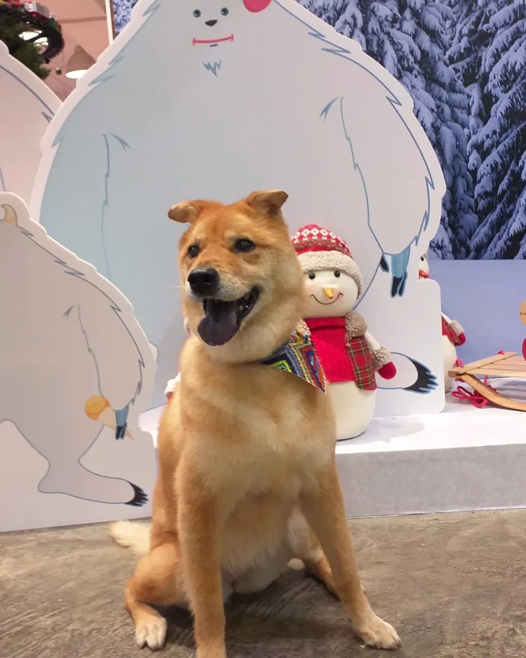 林憶蓮愛犬生前的可愛萌樣。翻攝林憶蓮臉書