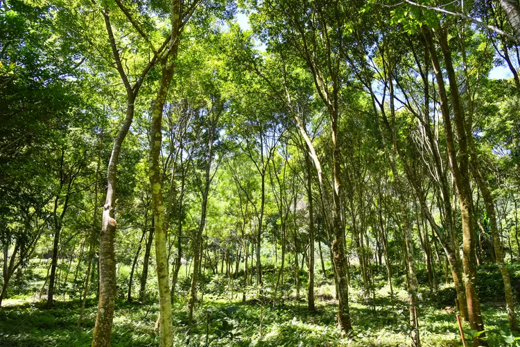 今年6月起日本普利司通還與林保署新竹分署合作，在新竹關西槲樹異地復育區認養了6,600平方公尺的林地。業者提供