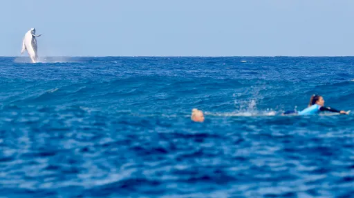 巴黎奧運｜巨鯨闖入大溪地4強衝浪賽　選手與海洋巨獸和諧共舞