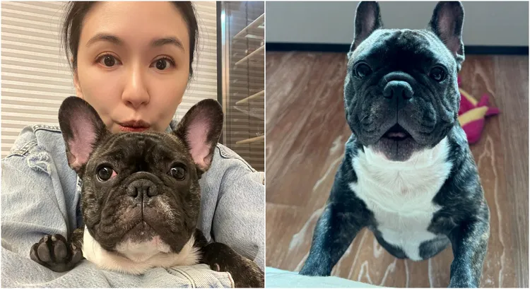 連勝文曬愛犬萌照。翻攝連勝文、蔡依珊臉書