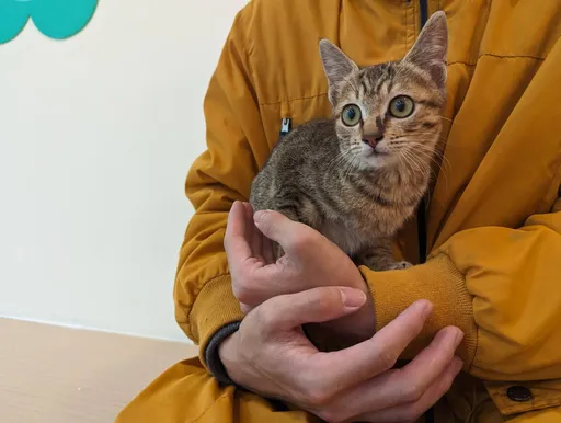 愛毛人士注意!「主子」最晚明年8月要打晶片 未施打最高罰1.5萬