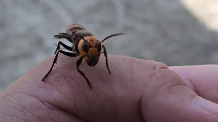 虎頭蜂。資料照片