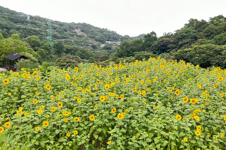 台北賞花新景點「貓空」向日葵花海。北市府工務局提供