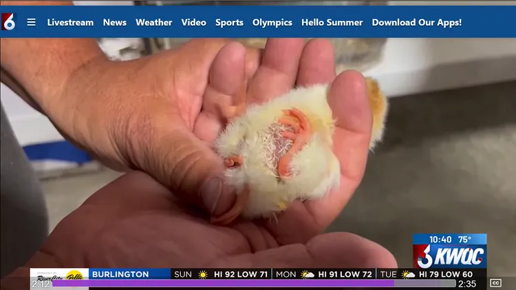 要把整隻小雞倒過來才看得到多餘的兩條腿。kwqc