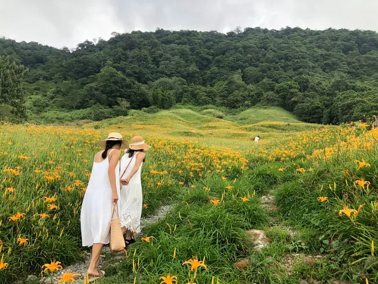 最美金黃地毯!花蓮金針花季8-9月登場。業者提供