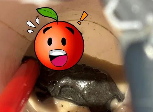 鶴茶樓芝麻凍奶茶「咬到整隻蟑螂」 衛生局行動了:最高罰2億